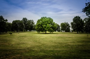 The Tree of Life